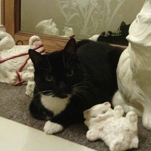 Meet your Posher, Wanda